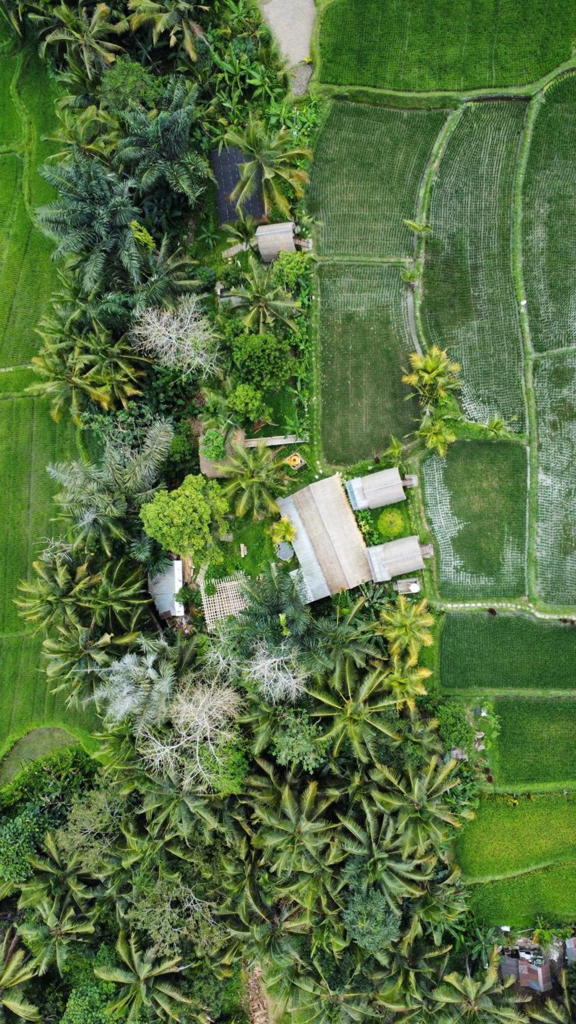 Kawig Bamboo House - Ricefield View, Eco Bamboo Home Tampaksiring Εξωτερικό φωτογραφία